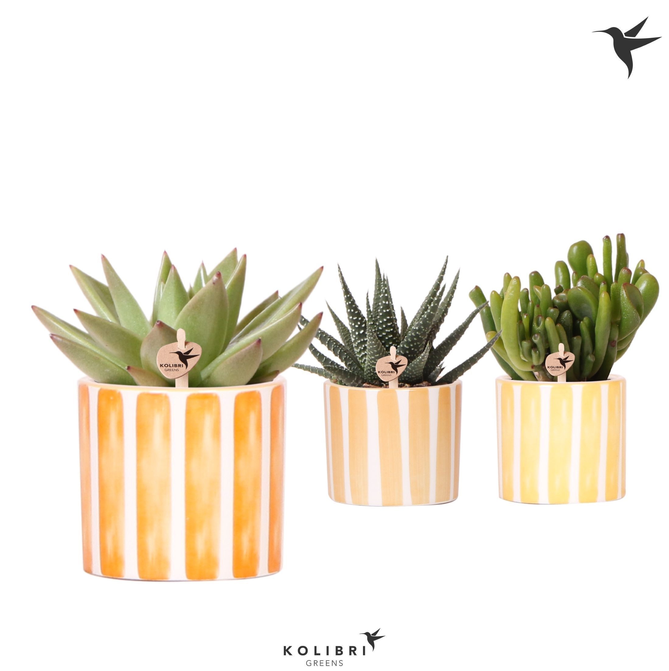 Kolibri Greens Succulenten mix in Painted stripe pot yellow mix, D 6