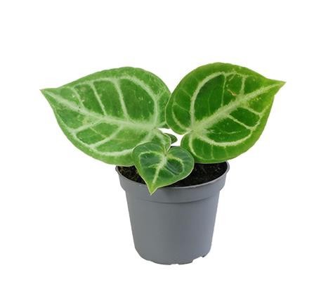 ANTHURIUM ANDRAEANUM-HYBRID Dorayaki, D 6 cm ANTHURIUM ANDRAEANUM-HYBRID Dorayaki, D 6 cm