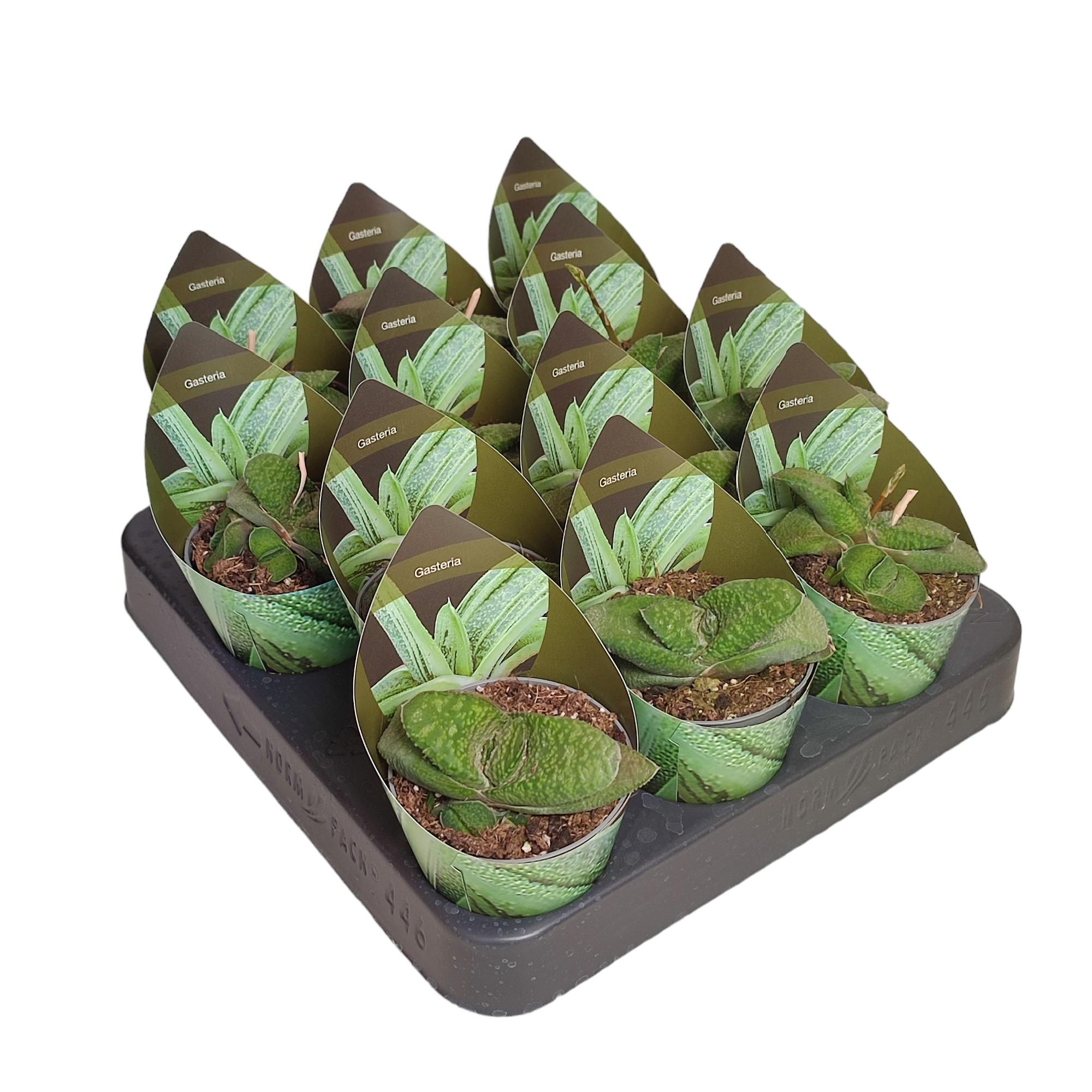 GASTERIA ARMSTRONGII - POT Ø 6,5 WITH POTCOVER (SUCCULENTEN), D 6,5