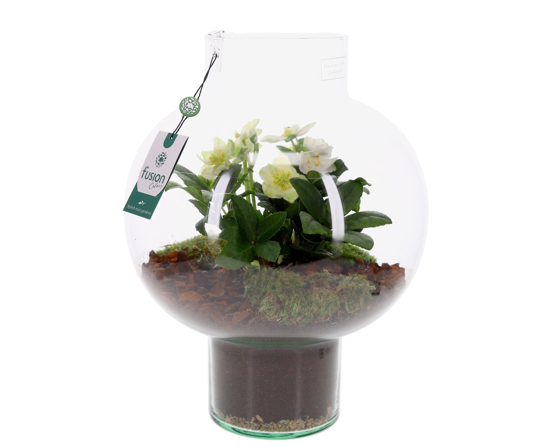 Green Bottle Laura Large met Helleborus, D 31 cm Green Bottle Laura Large met Helleborus, D 31 cm