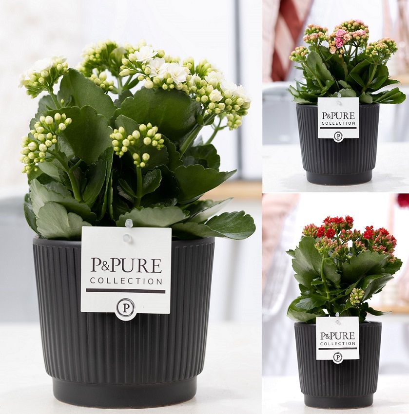 Kalanchoe mix in P&PURE Liv ceramics matt black, D 12 cm Kalanchoe mix in P&PURE Liv ceramics matt black, D 12 cm