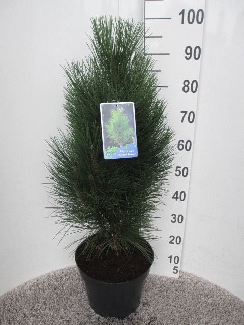 Pinus nigra Green Tower 70 cm P28, D 28 cm