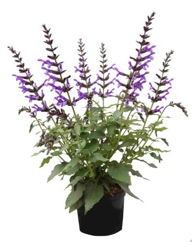 Salvia Salgoon® 'Lake George', D 19
