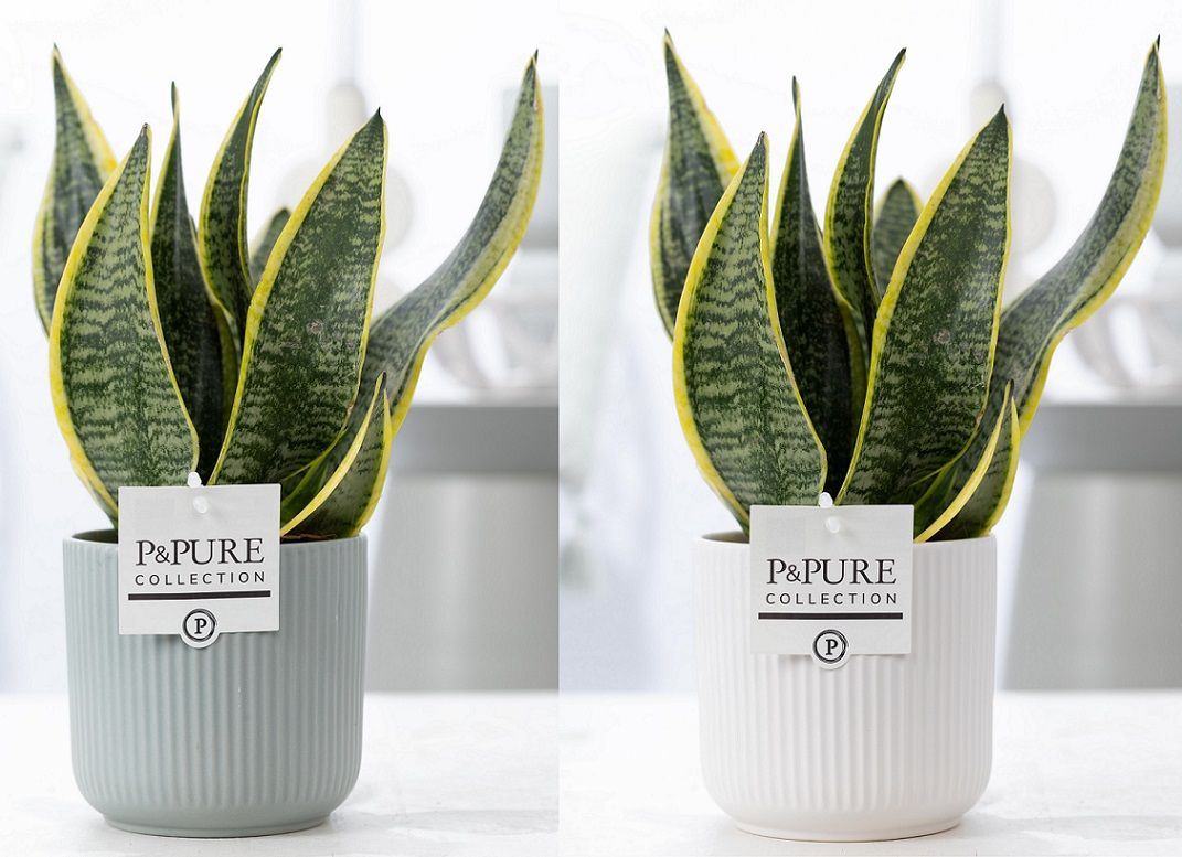 Sansevieria Trif. "Futura Superba" in P&PURE Sophie cer. 3 ass, D 12