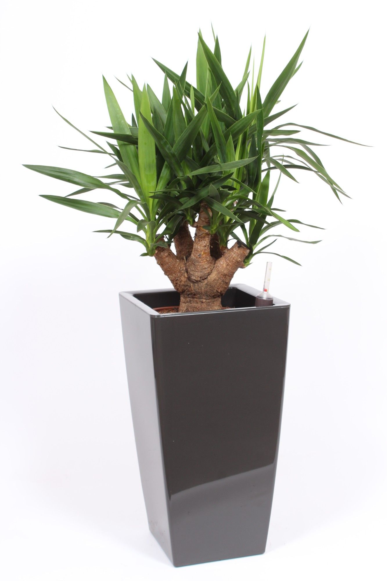 Yucce elephantipes in Piza pot "antraciet", D 33