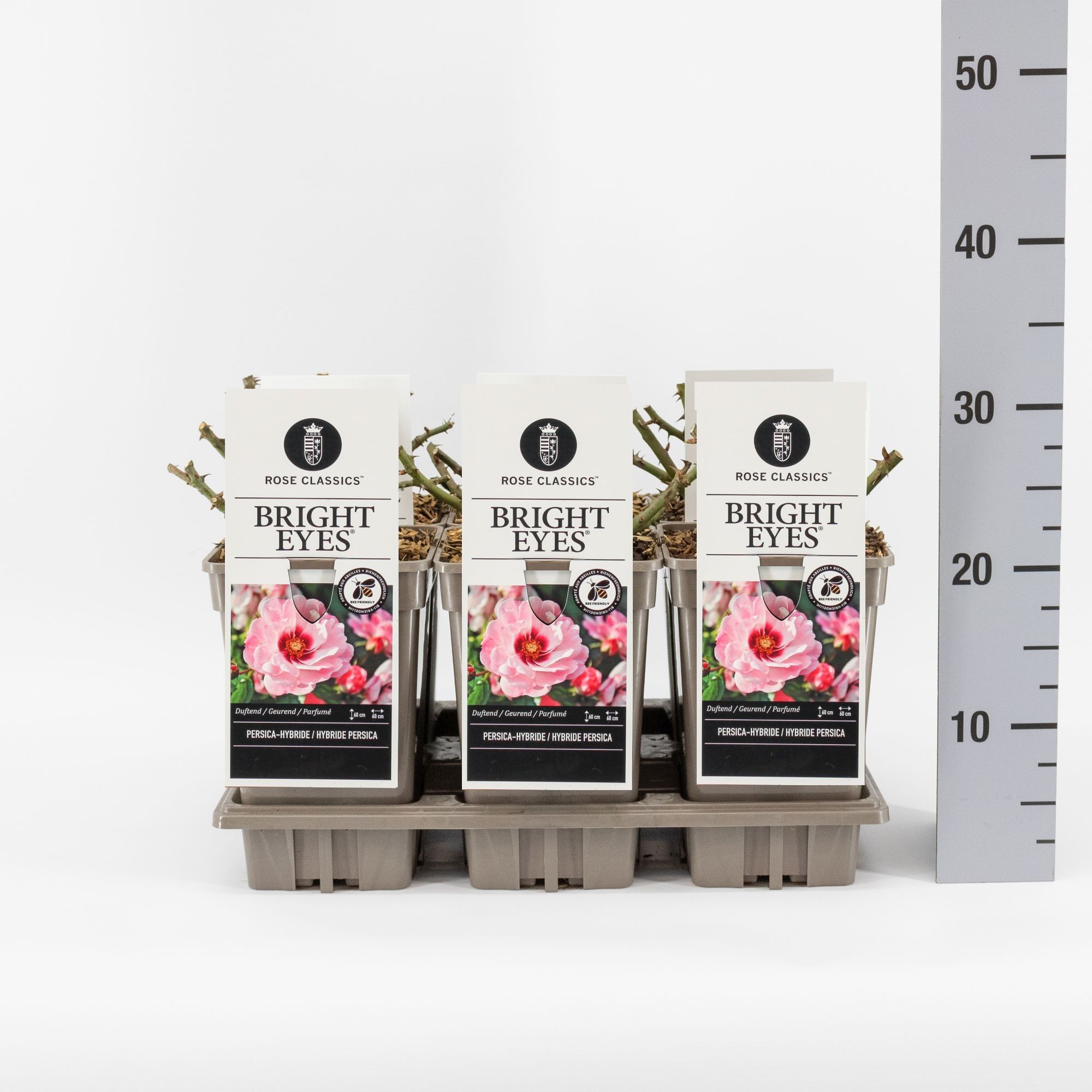 Rosa (Persica) Bright Eyes ®, C3, D 17 cm