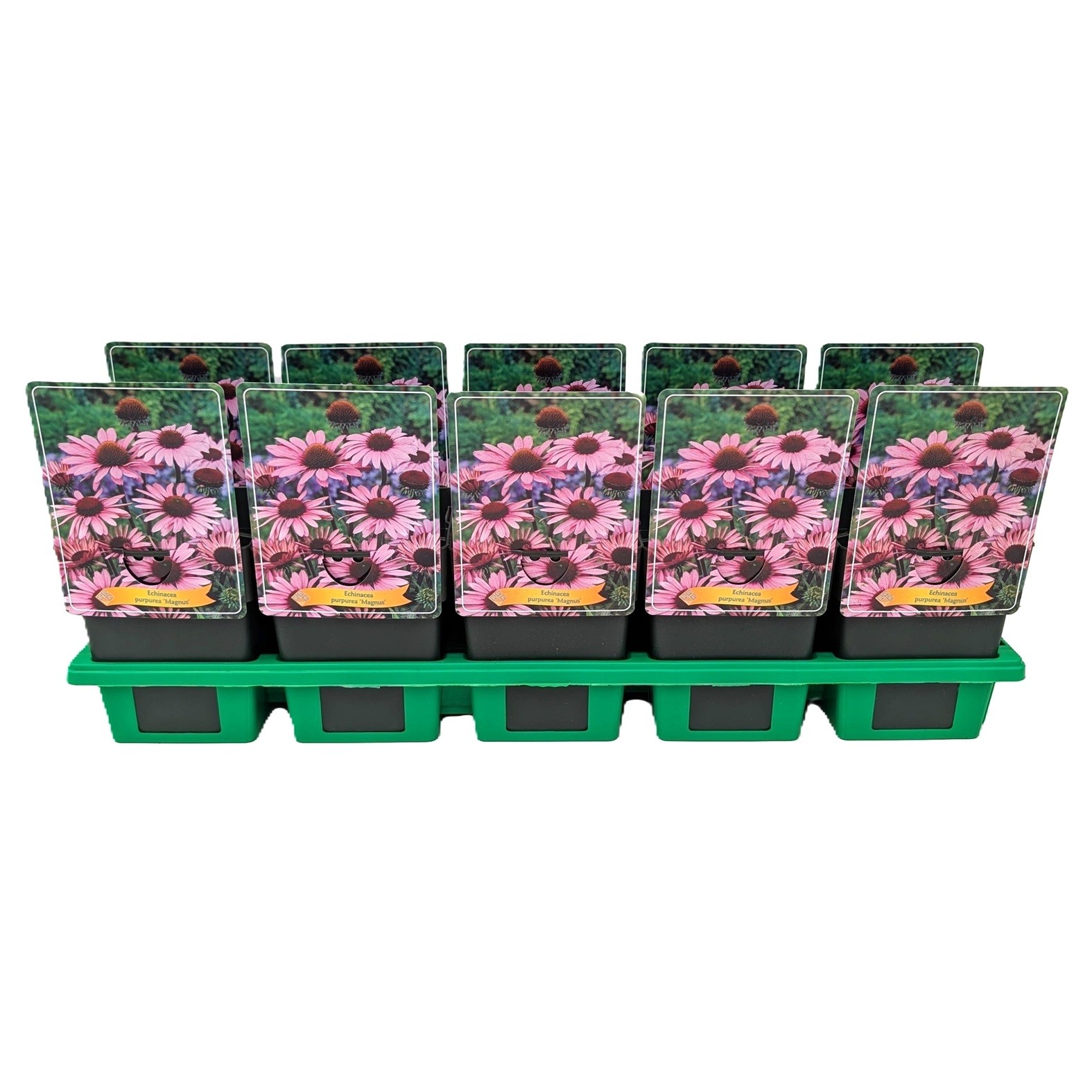 Echinacea purpurea 'Magnus' P11, D 11 cm