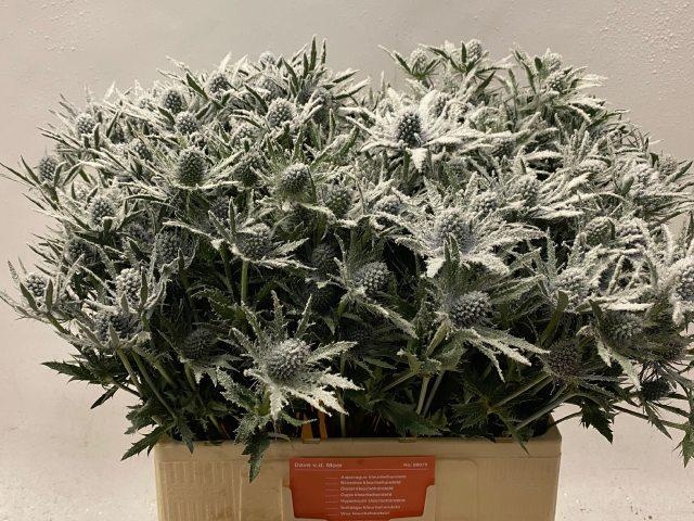 Эрингиум Планум Овериг Крашеный (краш. ) 60, шт.