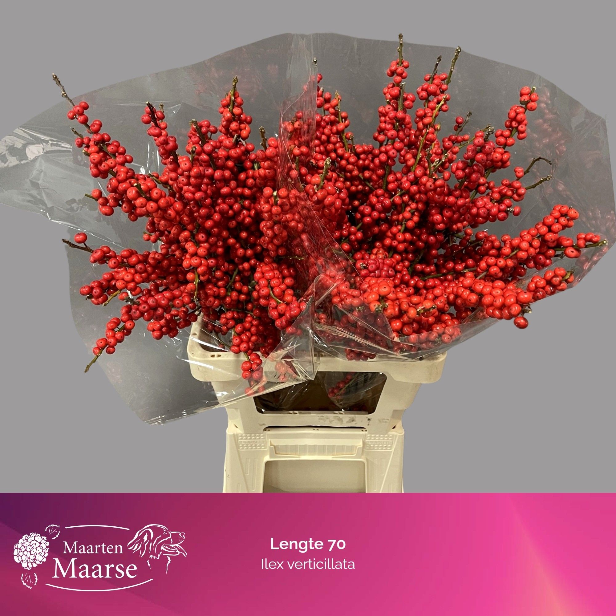 Илекс Красные ягоды 70, шт.