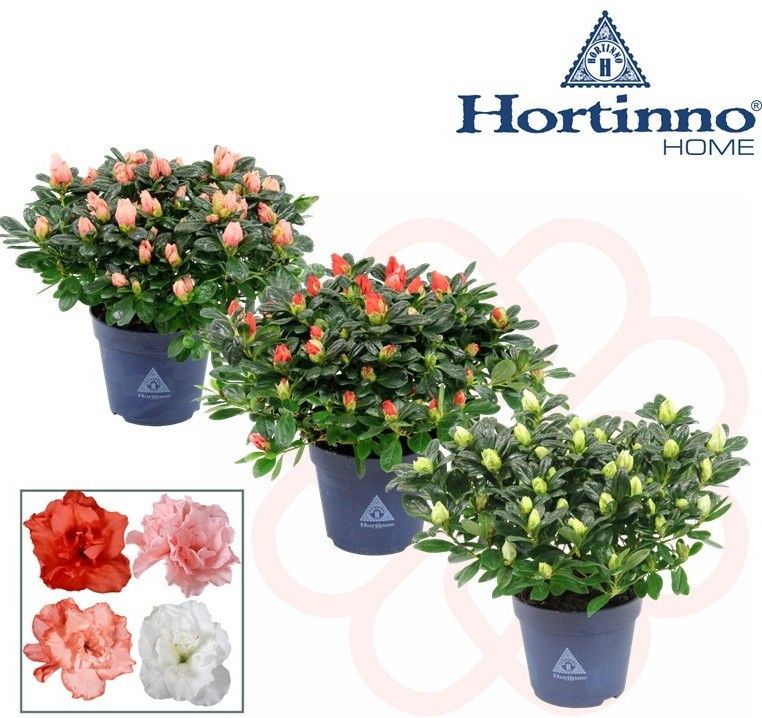 Hortinno® Home 'gemengd' 25 - 27 cm, D 13 cm