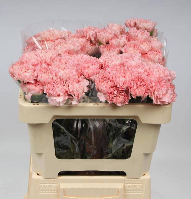 Диантус од. Джоди (роз.), шт.