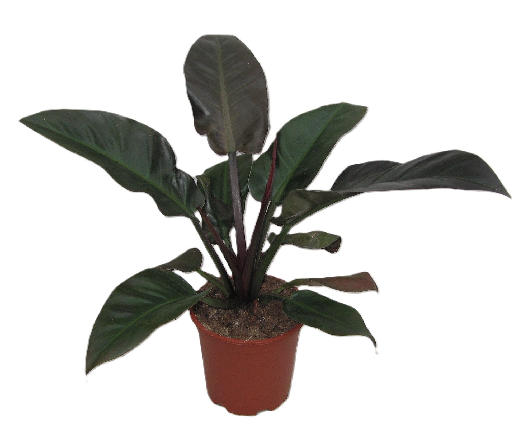 PHILODENDRON-HYBRID 'ROJO CONGO', D 17
