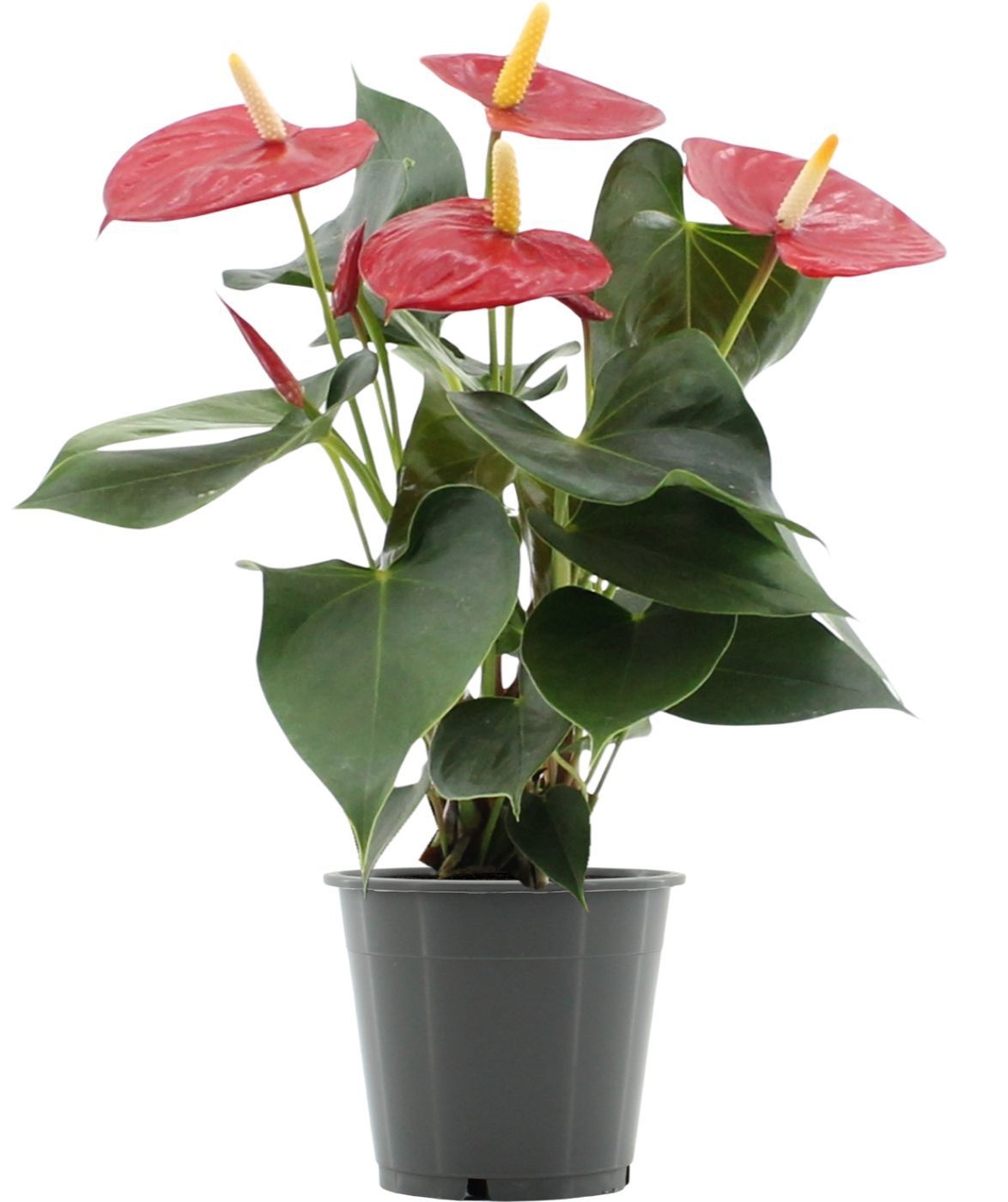Anthurium 12 cm Aroha in transparant sleeve, D 12