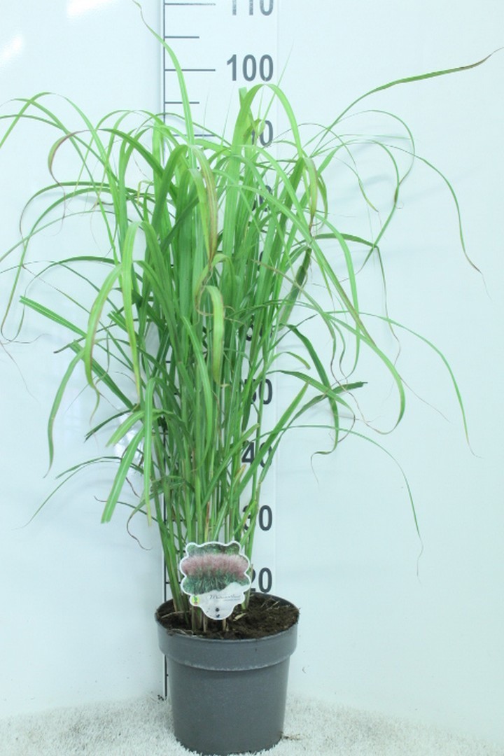 Miscanthus sinensis 'David' P23, D 23