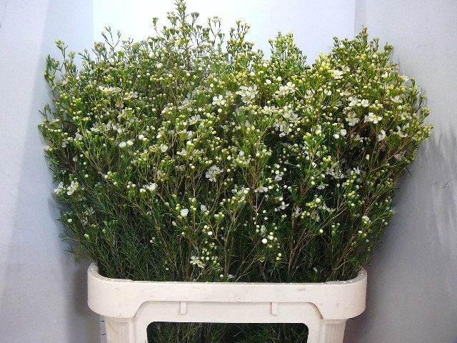 Шамелациум Юпитер Мун 80, шт.