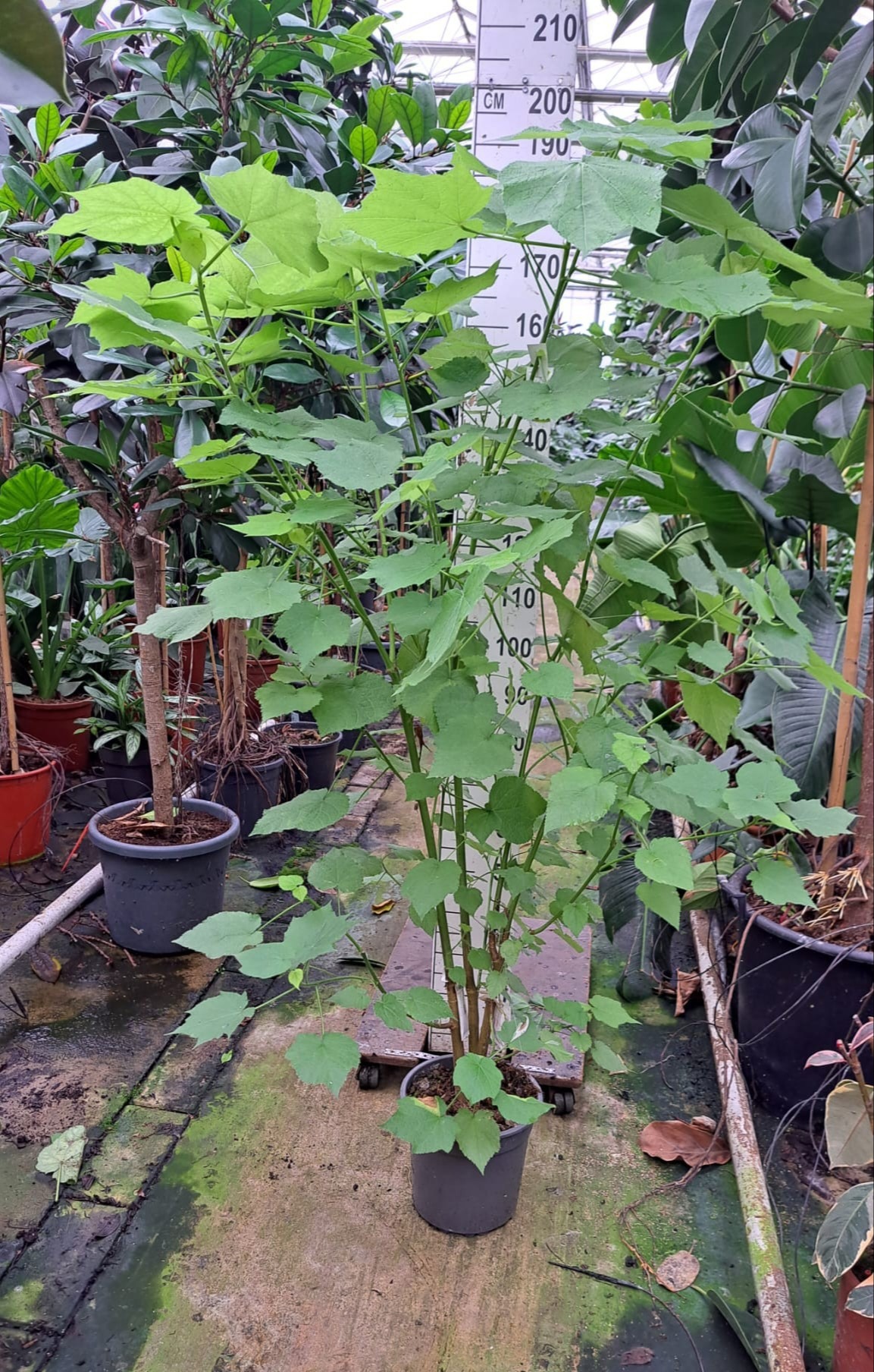 Sparrmannia Africana 180, D 27 cm