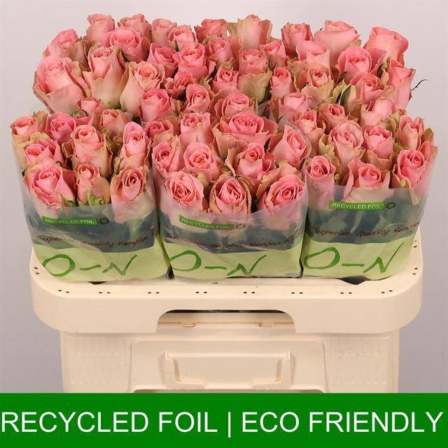 Роза од. Хермоса+ 60, шт.