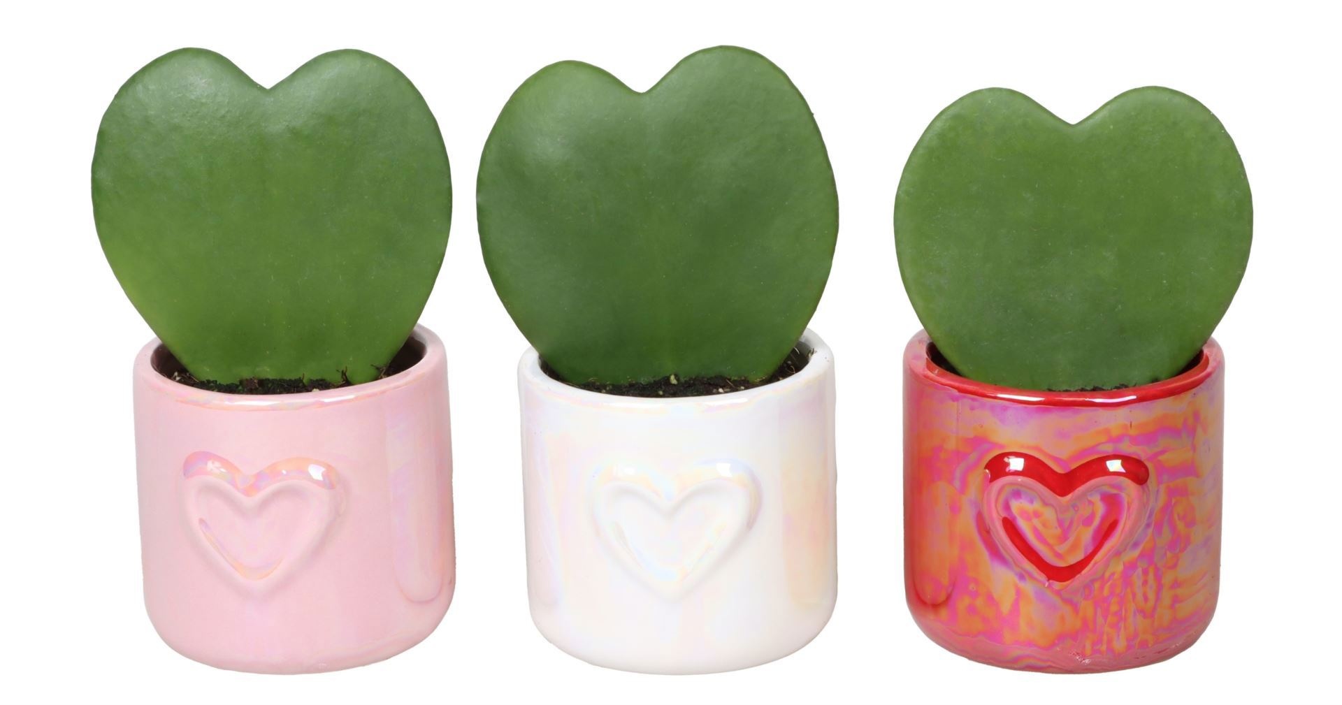 L 67338 with Hoya Kerrii, D 6 cm