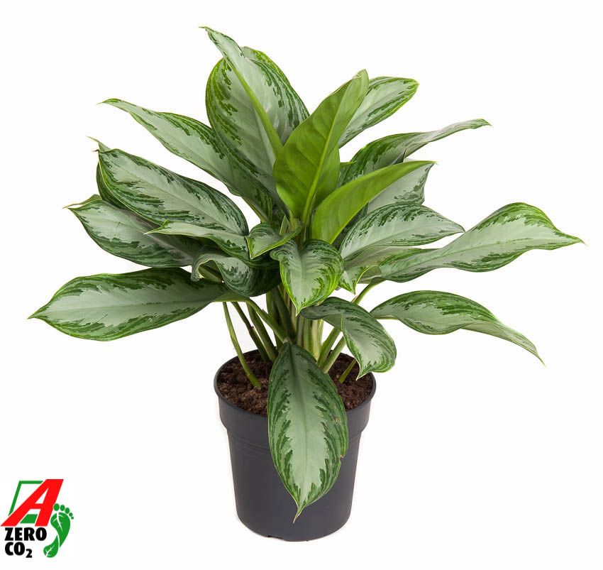 Aglaonema Silver Bay, D 19