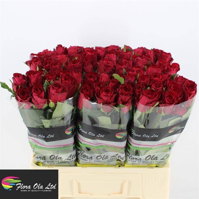 Роза од. Мадам Рэд 60, шт.