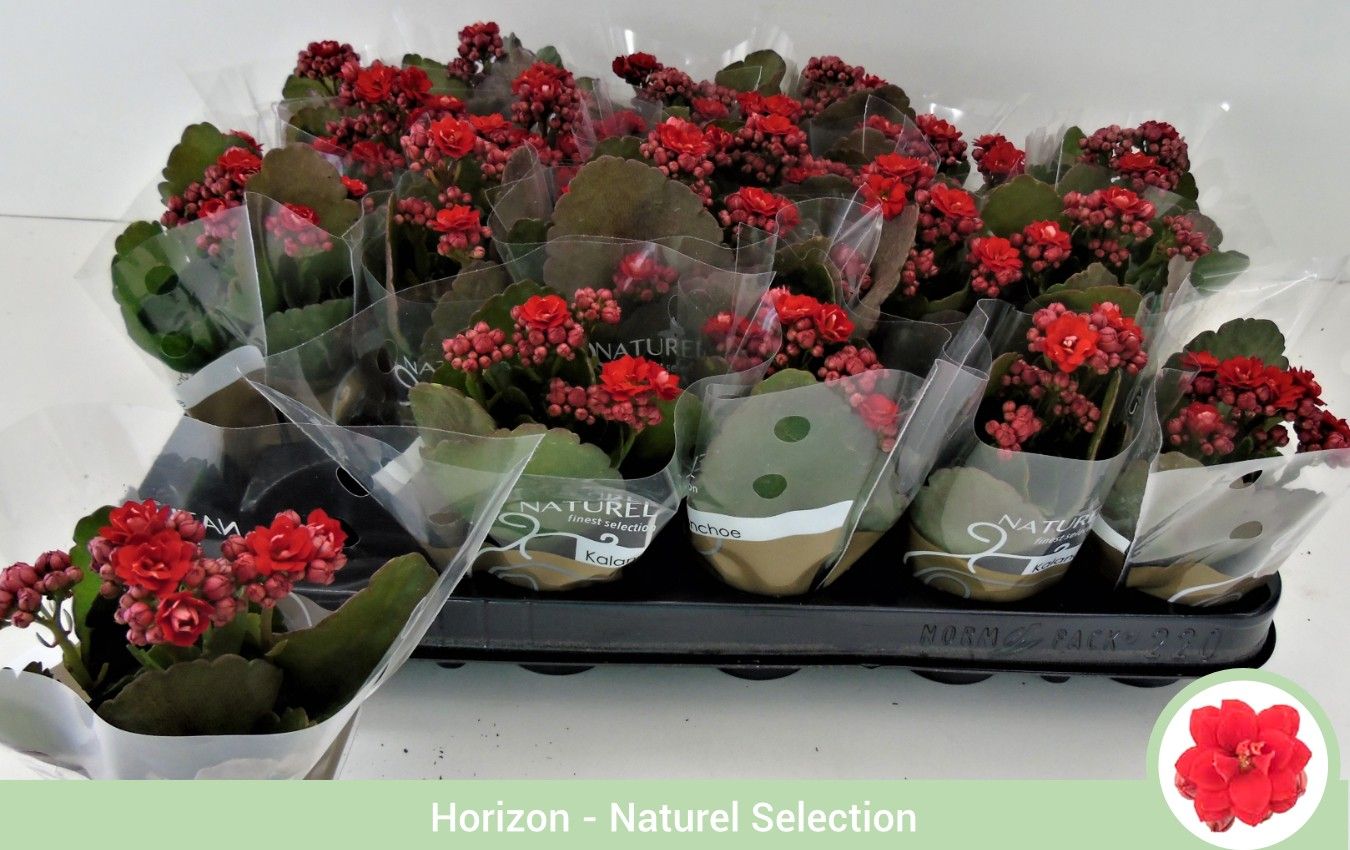 TDM P6 : Kalanchoë dubbelbloemig ROOD (Queen Genetics) - hoes, D 6
