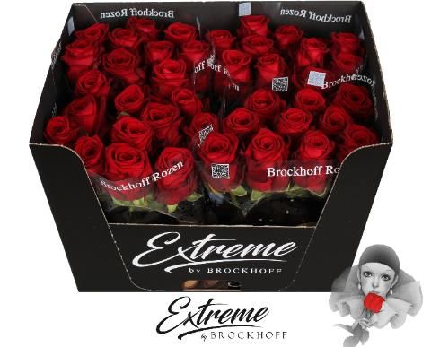 Роза од. Рэд Наоми 70, шт.