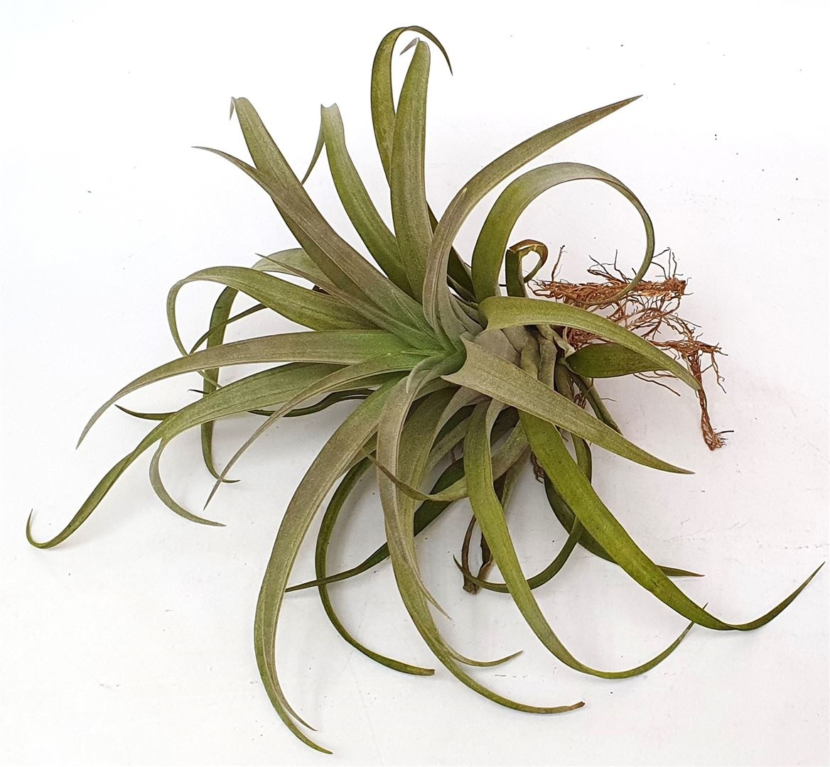 Tillandsia 'Capito'(51549), D 20