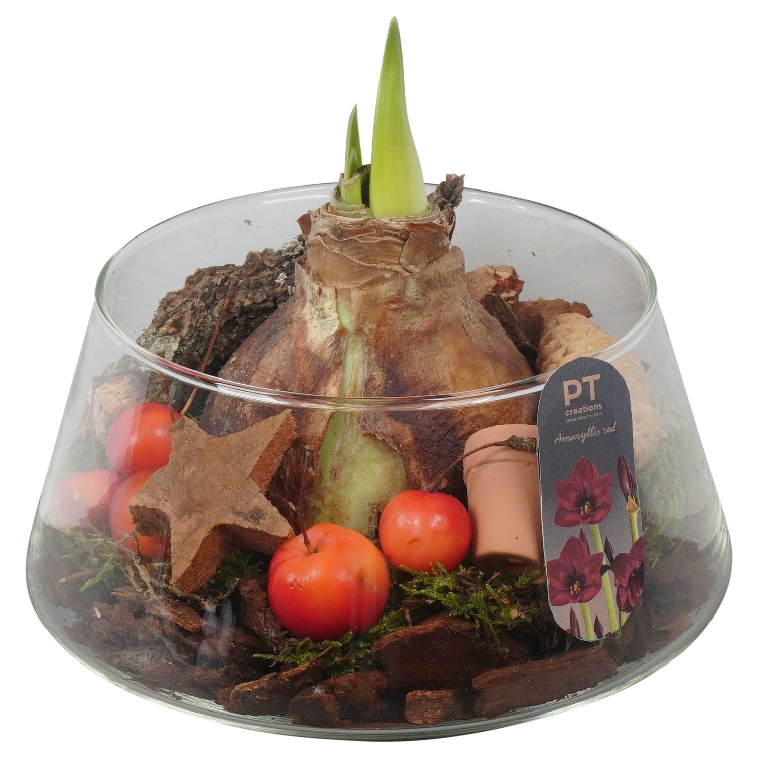 PTACH2417 Arrangement Amaryllis Christmas in glas schaal, D 18