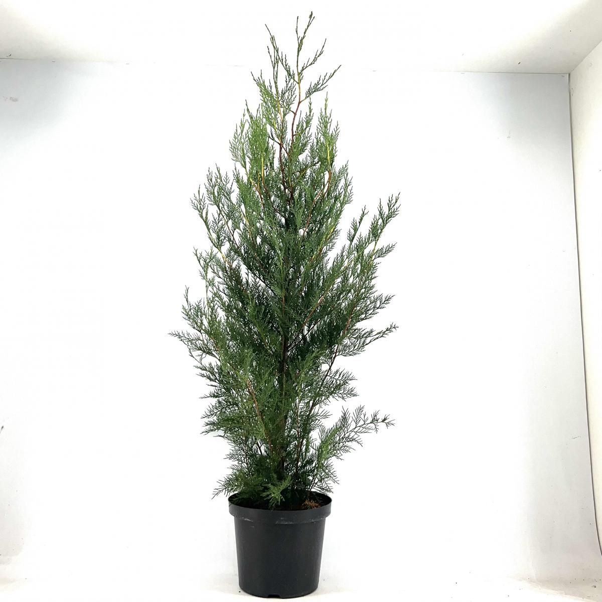 Cupressocyparis l. 'Tweeduizendéén', D 29