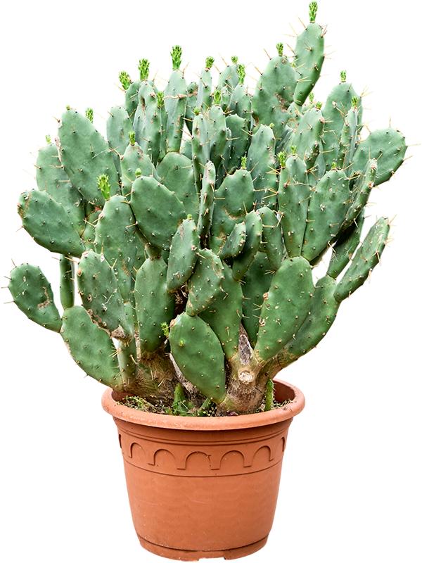 Opuntia vulgaris, D 35