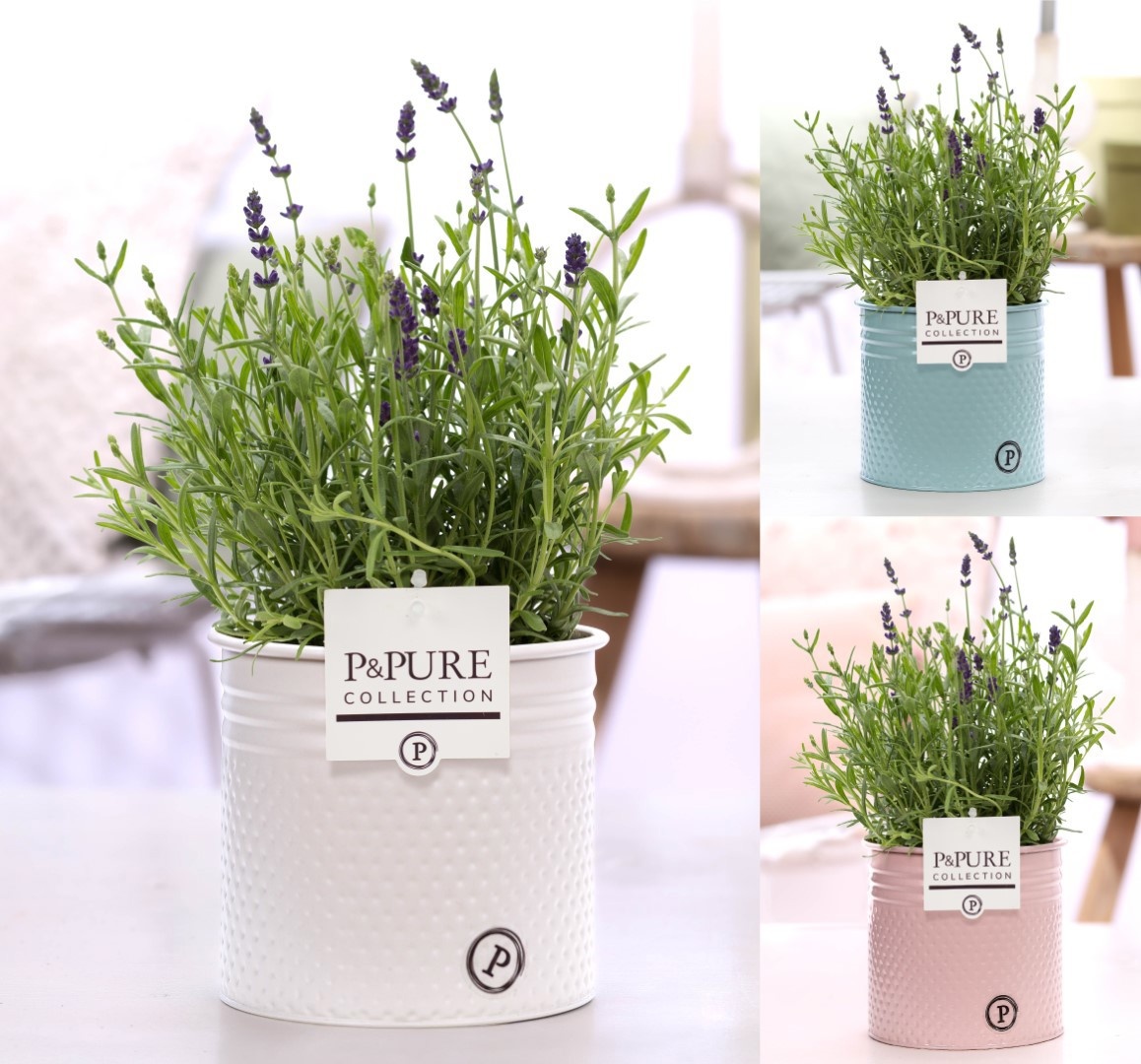 Lavandula Hidcote in P&PURE Louise pot assorti 3, D 12