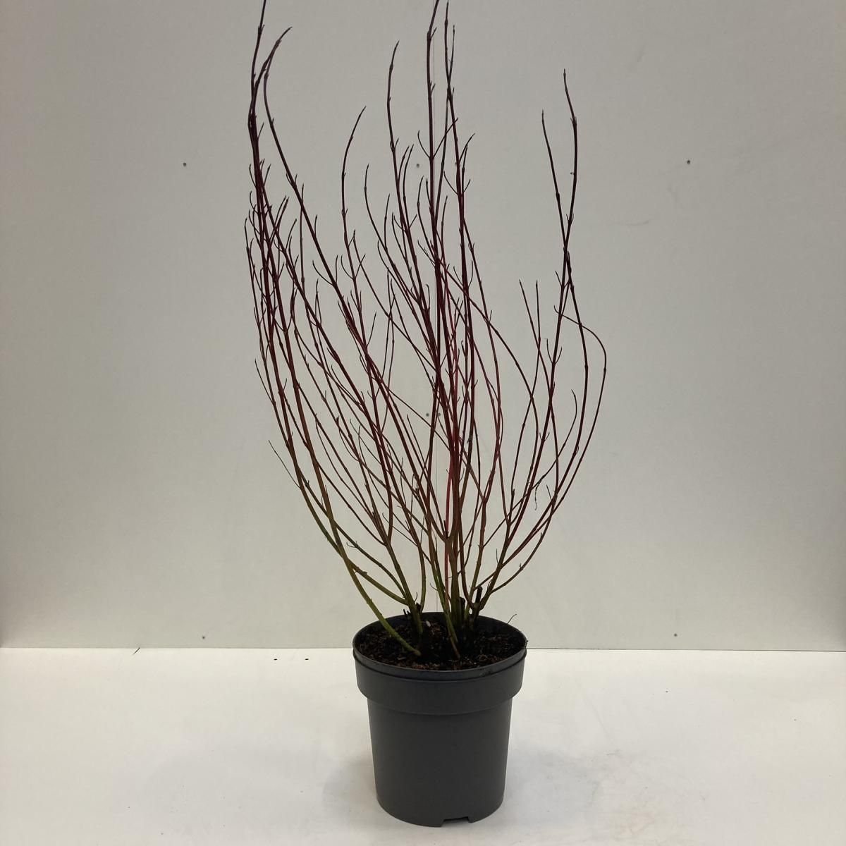 Cornus alba 'Elegantissima', D 32 cm