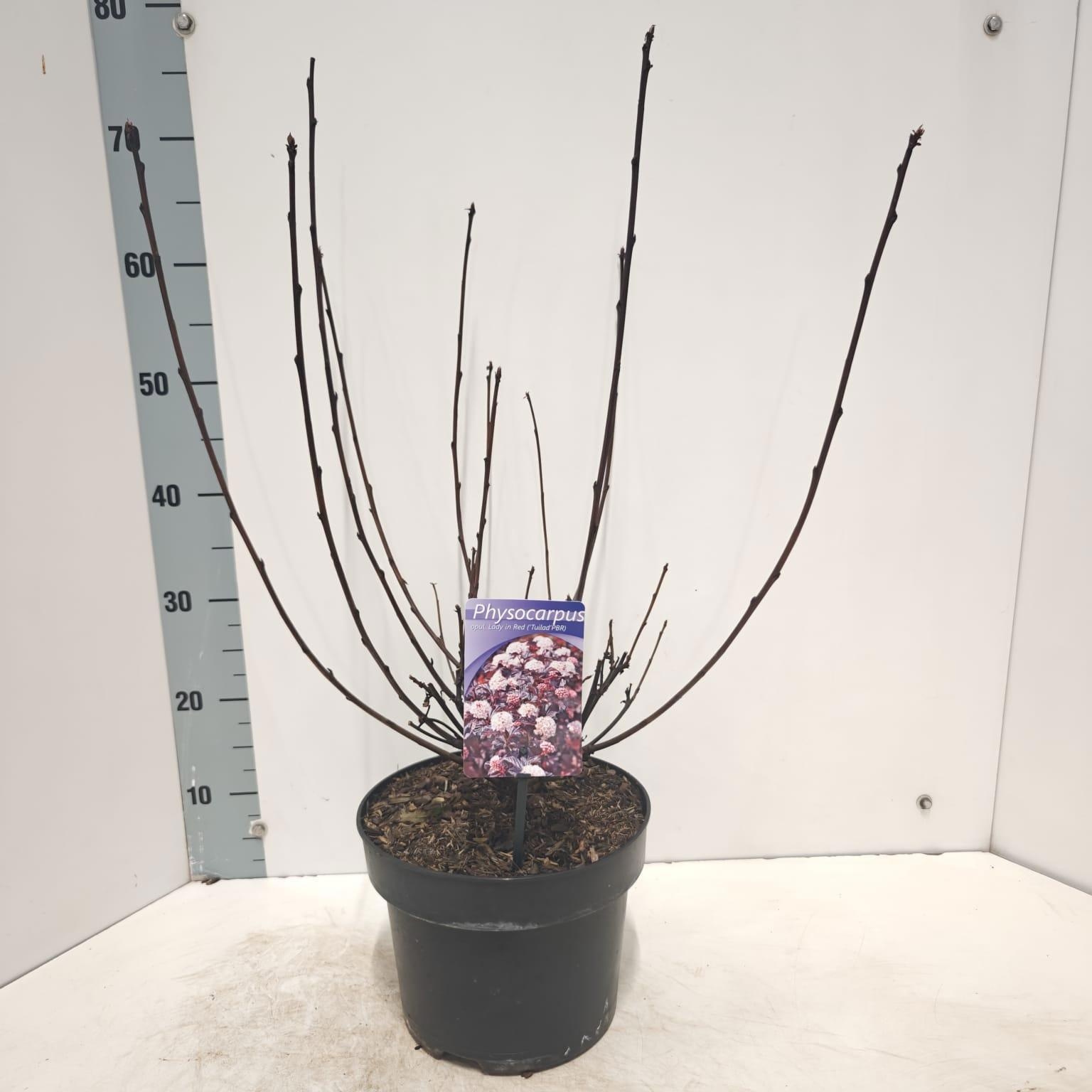 Physocarpus opulifolius Lady in Red ('Tuilad'PBR), D 23