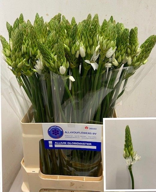 Орнитогалум Тирсоидес 60, шт.