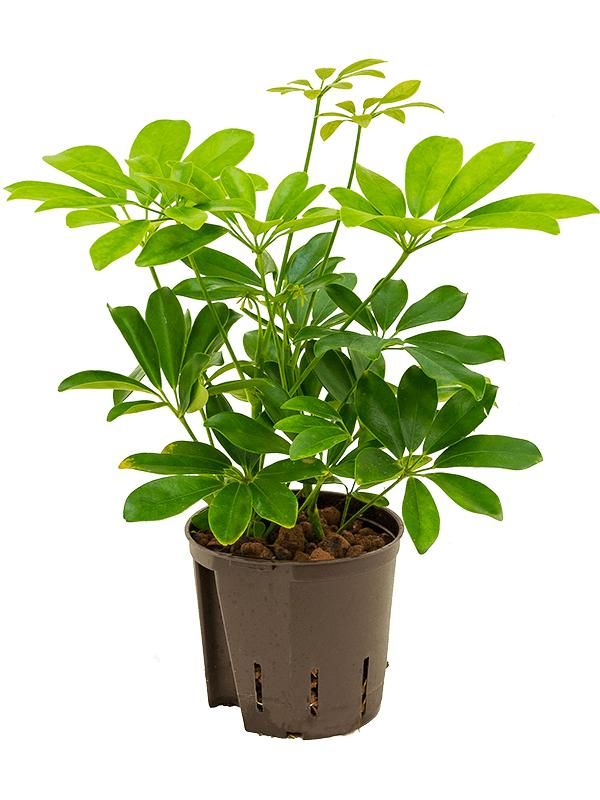 Schefflera arboricola 'Compacta', D 13 cm
