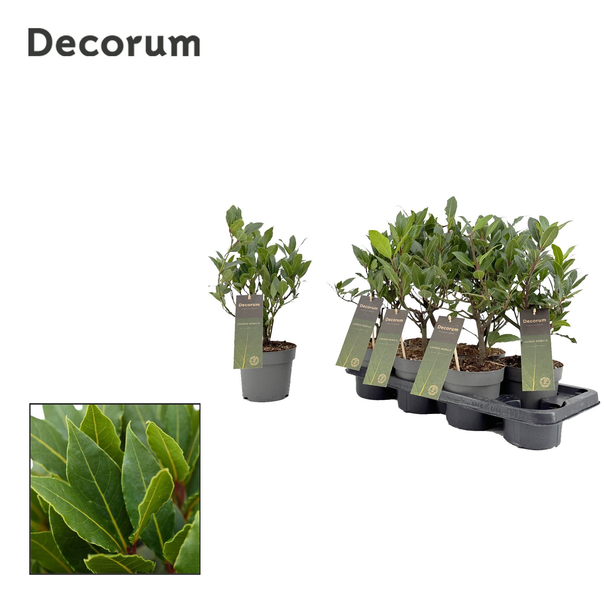 Laurus nobilis Struik, D 14 cm