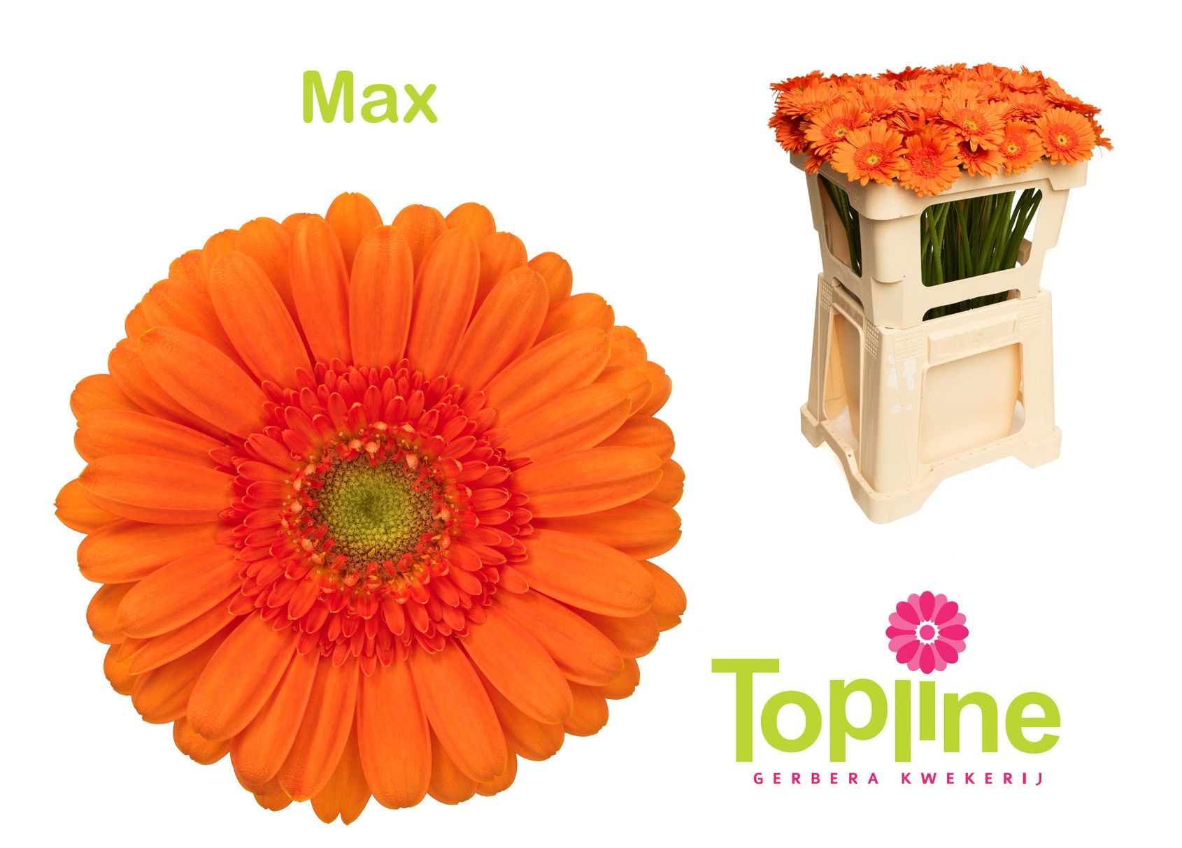 Гермини Макс, шт.