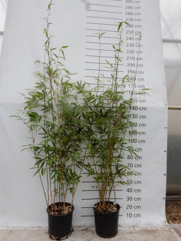 Fargesia robusta 'Robusta', D 29