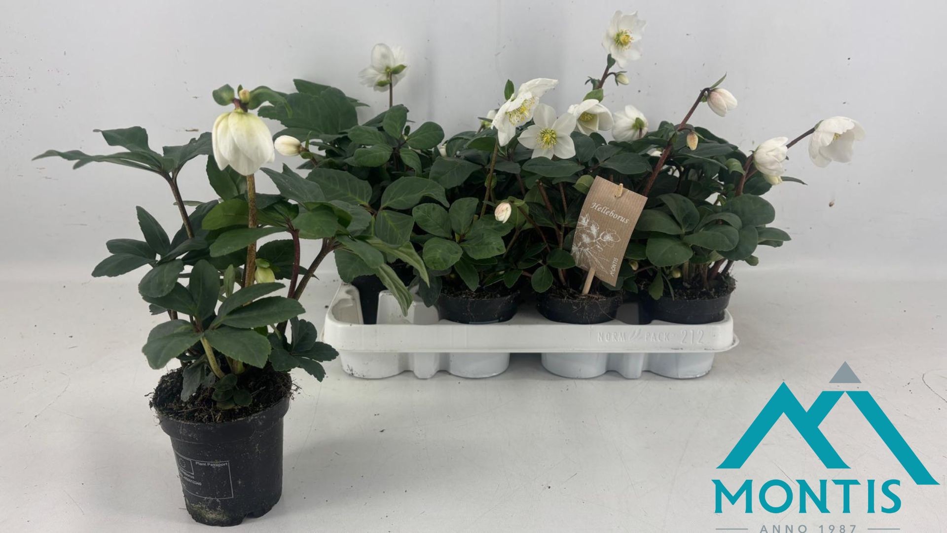 Helleborus Christmas Carol 9 cm Large, D 9