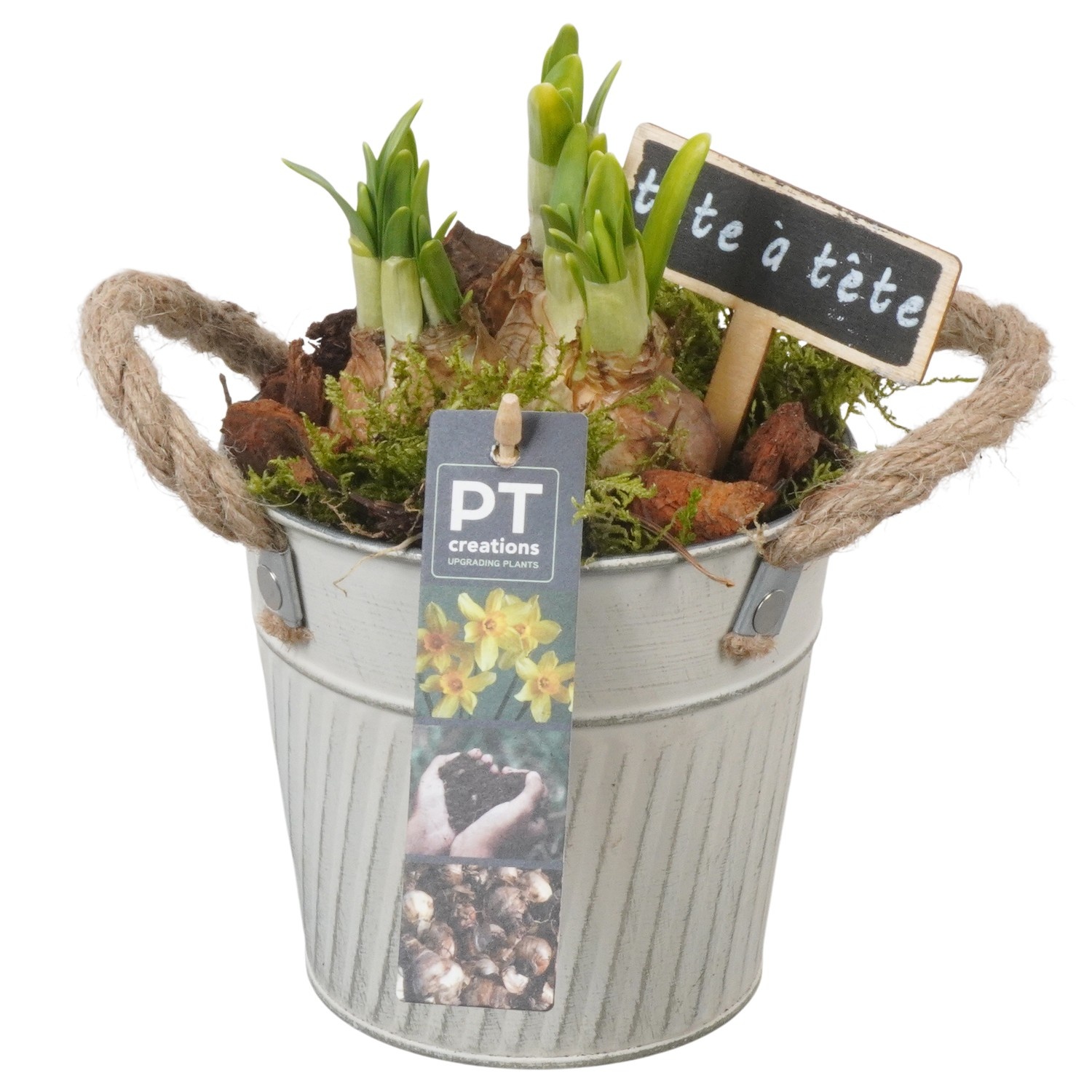PTN8584 Arrangement Narcissus in zink pot, D 13