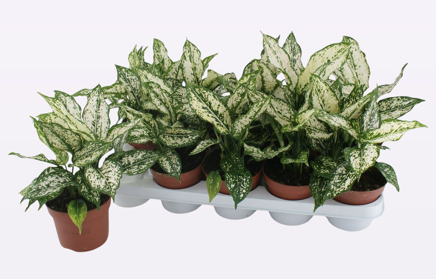 Aglaonema White Kiwi, D 13 cm
