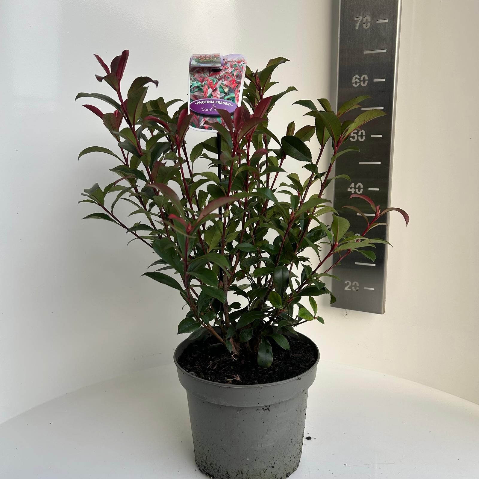 Photinia fras. Carre Rouge, D 23