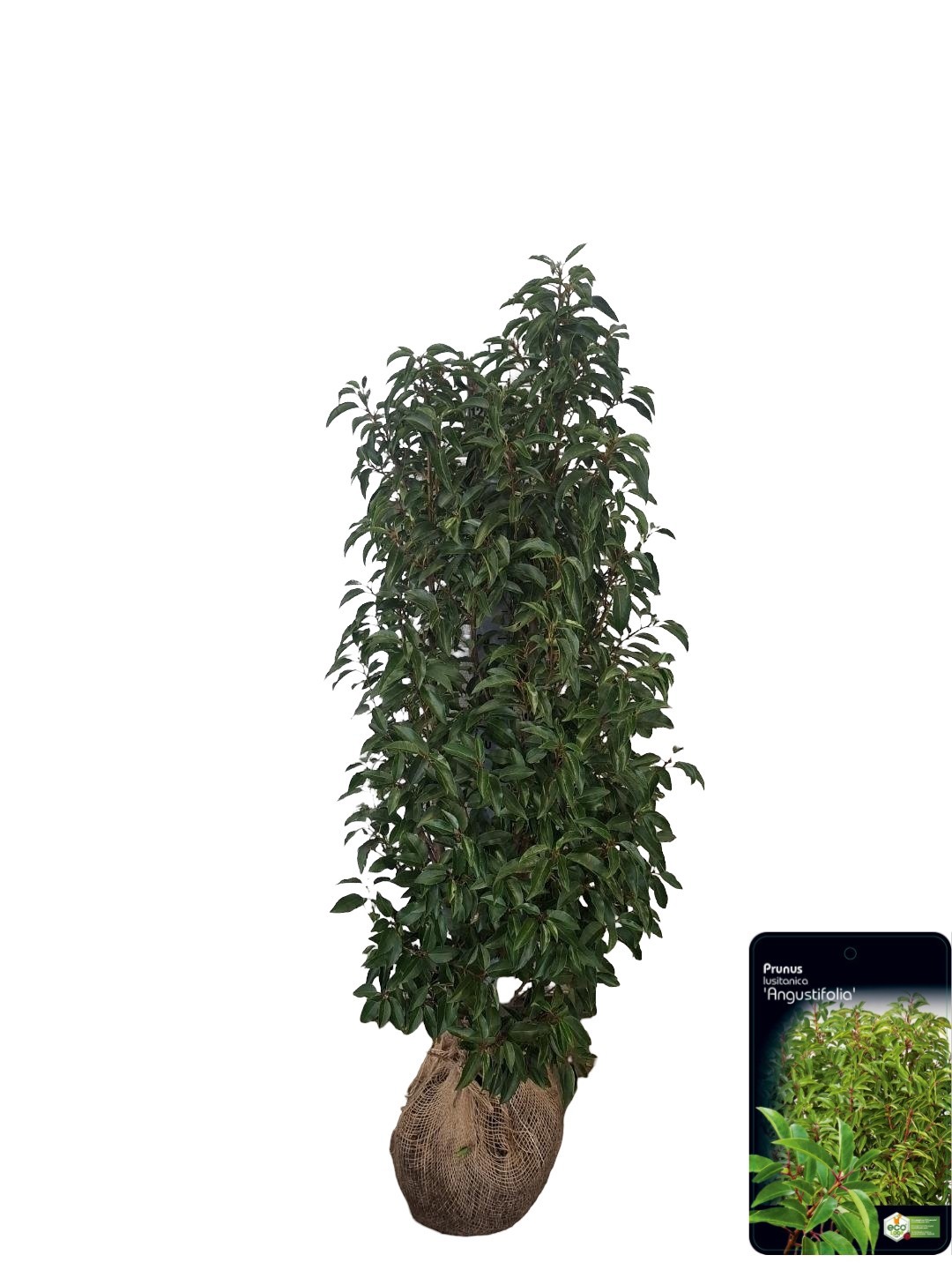 Prunus lusitanica 'Angustifolia' Kluit 100-125, D 0 cm