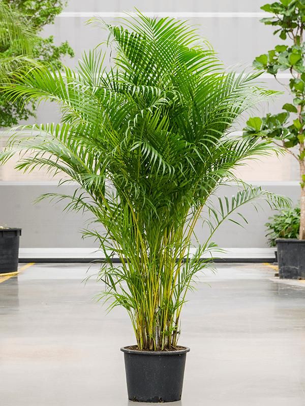 Dypsis (Areca) lutescens, D 34