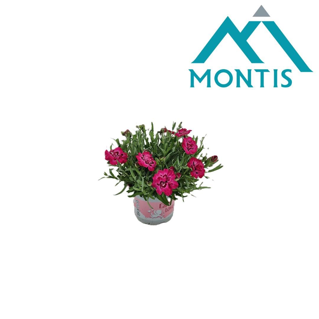 Dianthus Early 'Love' 10,5 cm, D 10,5