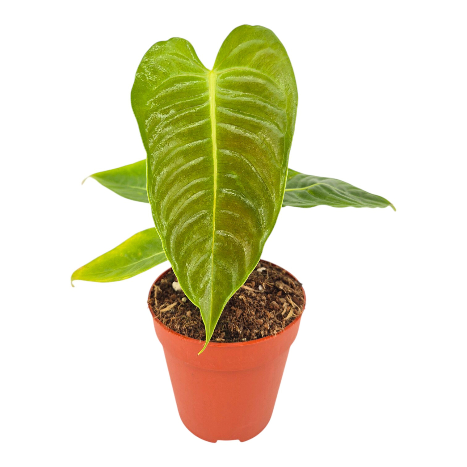 Anthurium Veitchii, D 9