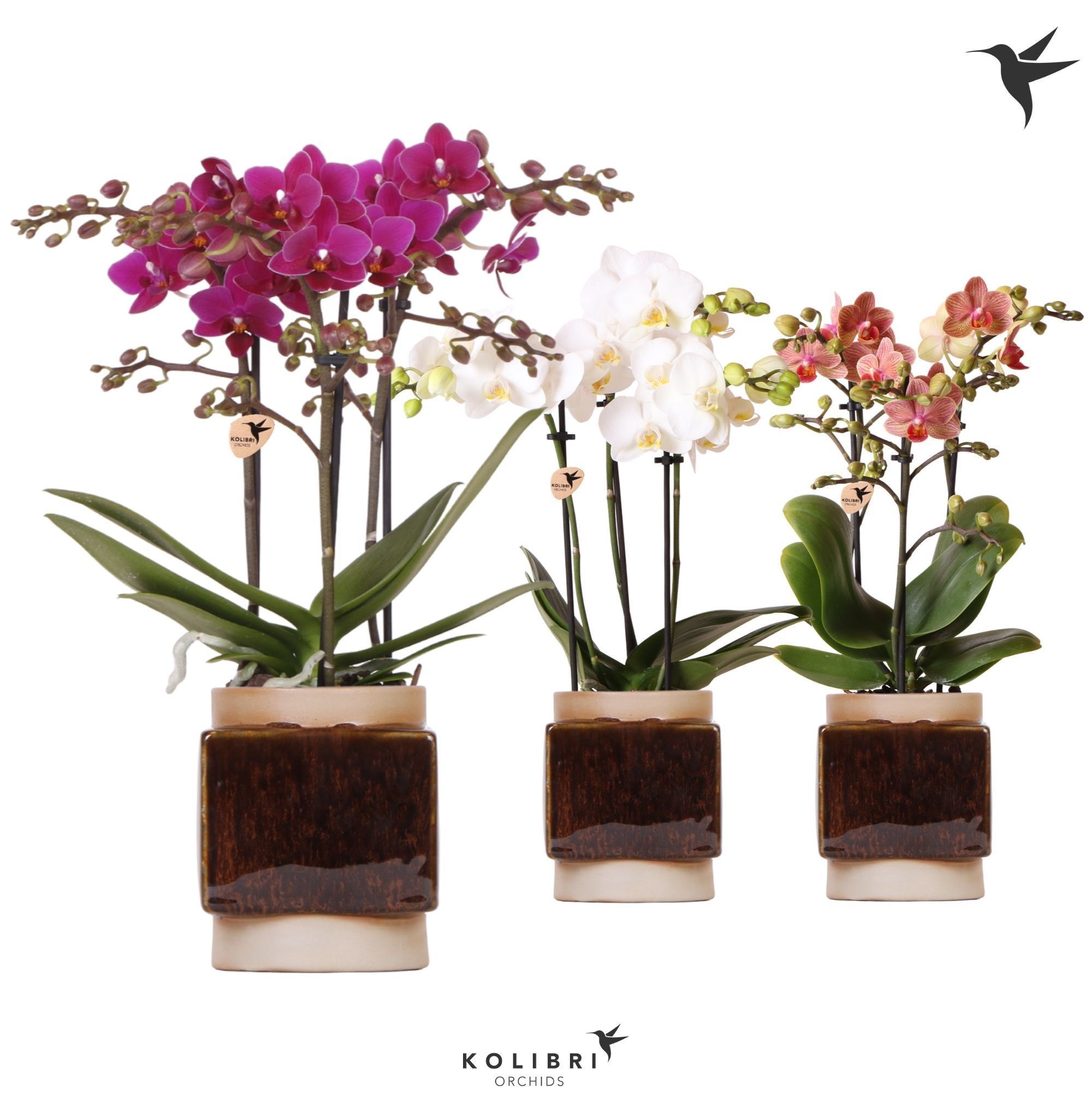 Kolibri Orchids Phalaenopsis mix 3 spike in Classy Cube pot, D 9