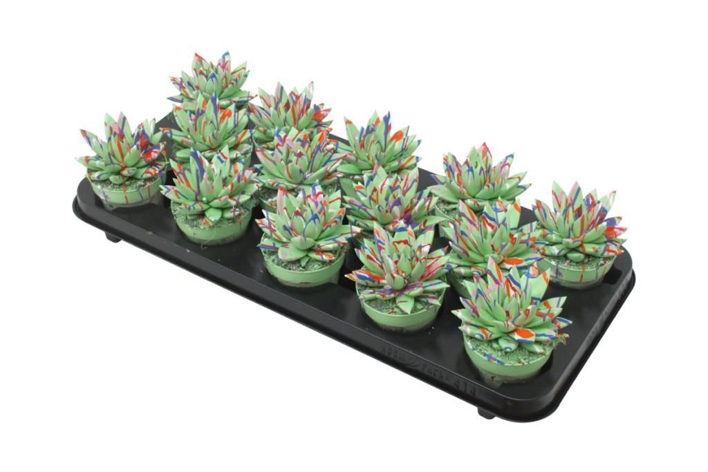 Miranda coloured Splash pastel green, D 8,5 cm