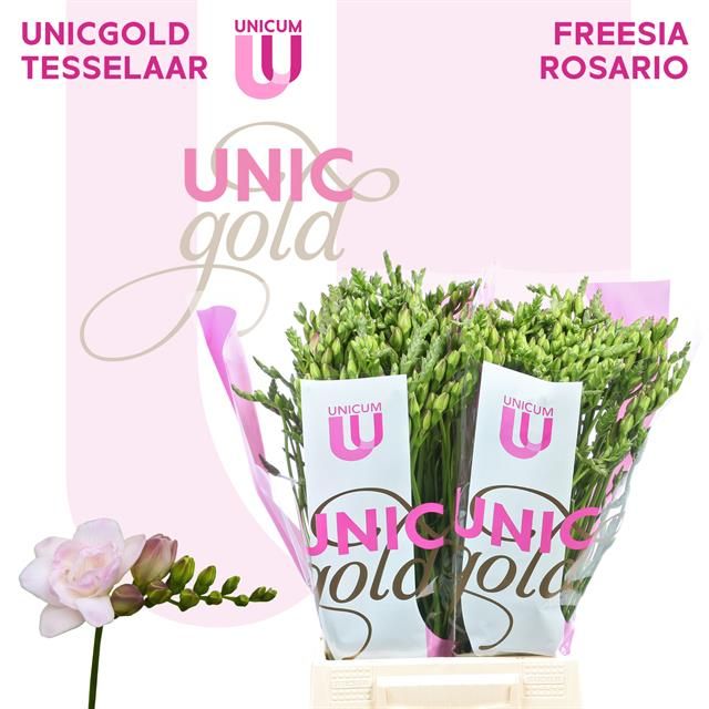 Фрезия дв. Розарио 50, шт. Фрезия дв. Розарио 50, шт.