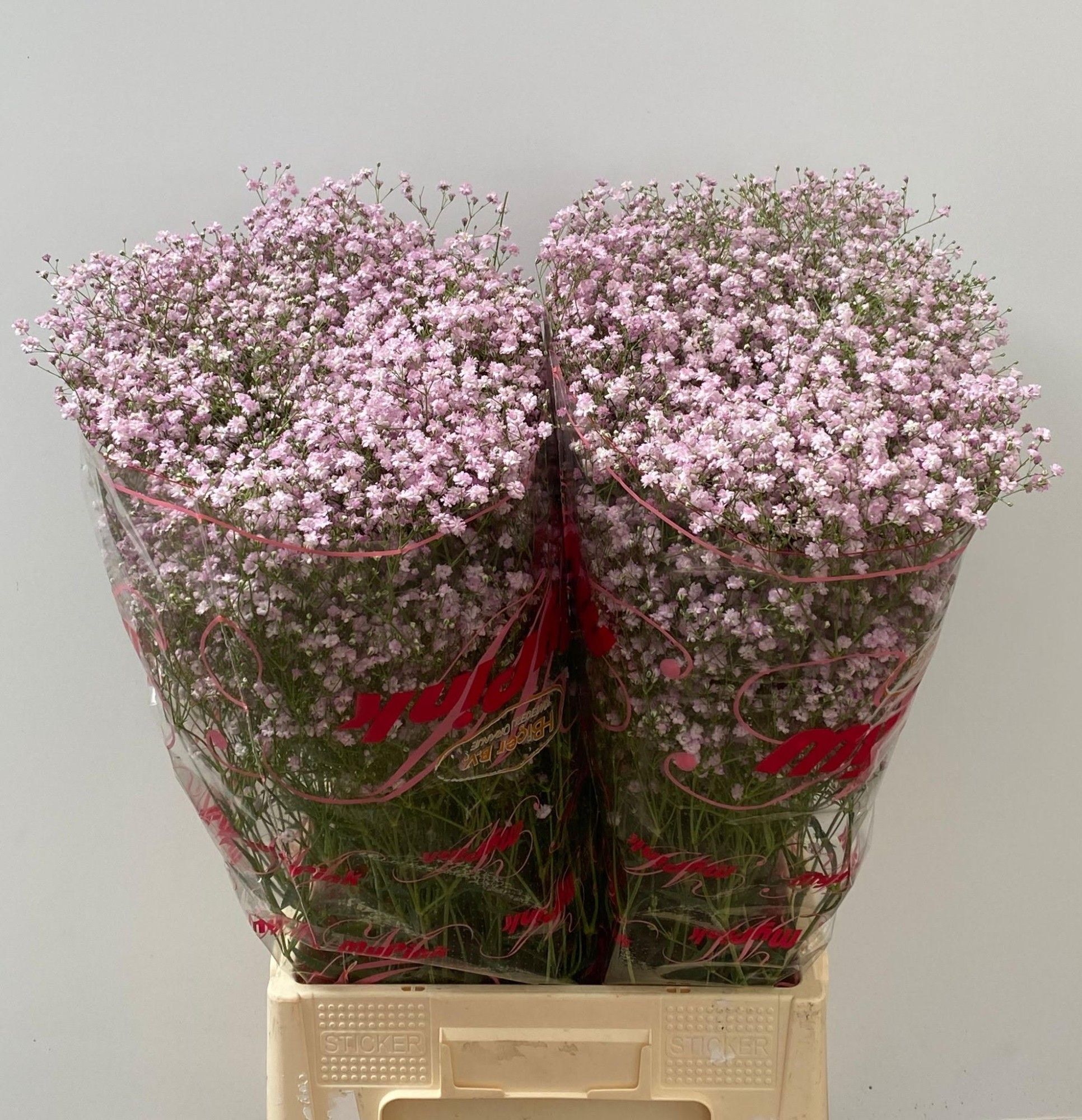 Гипсофила Май Пинк 75, шт.